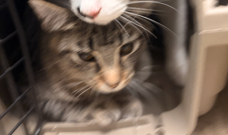 Charlie - Cat